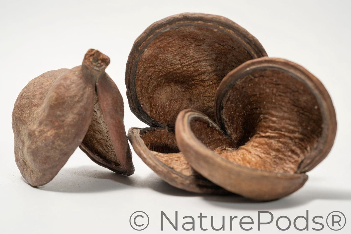 Three Large Jungle Pods that are brown and split open revealing a textured interior arranged on a white background.