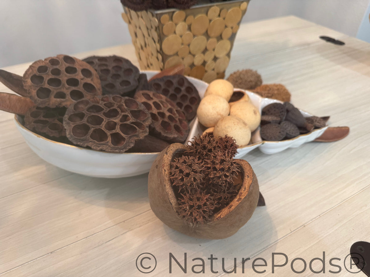 Dried lotus seed pods in a white bowl on a wooden surface