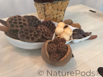 Dried lotus seed pods in a white bowl on a wooden surface