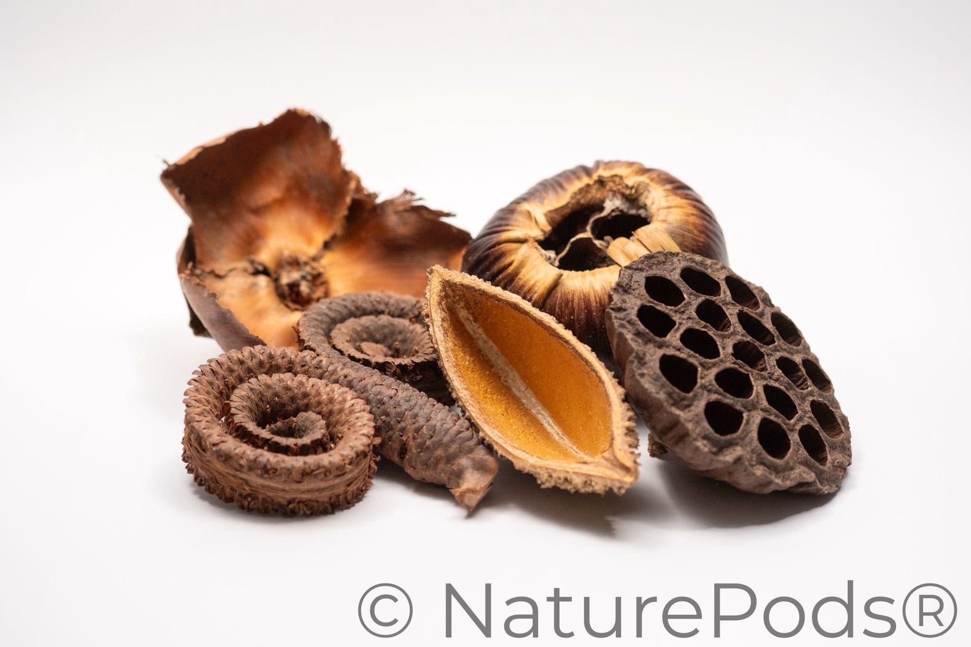 Five unique large botanical nut, seed, and flower pods for botanical method aquariums and bioactive terrariums arranged on a white background.  The pods are different shades of brown and many are textured and have holes.