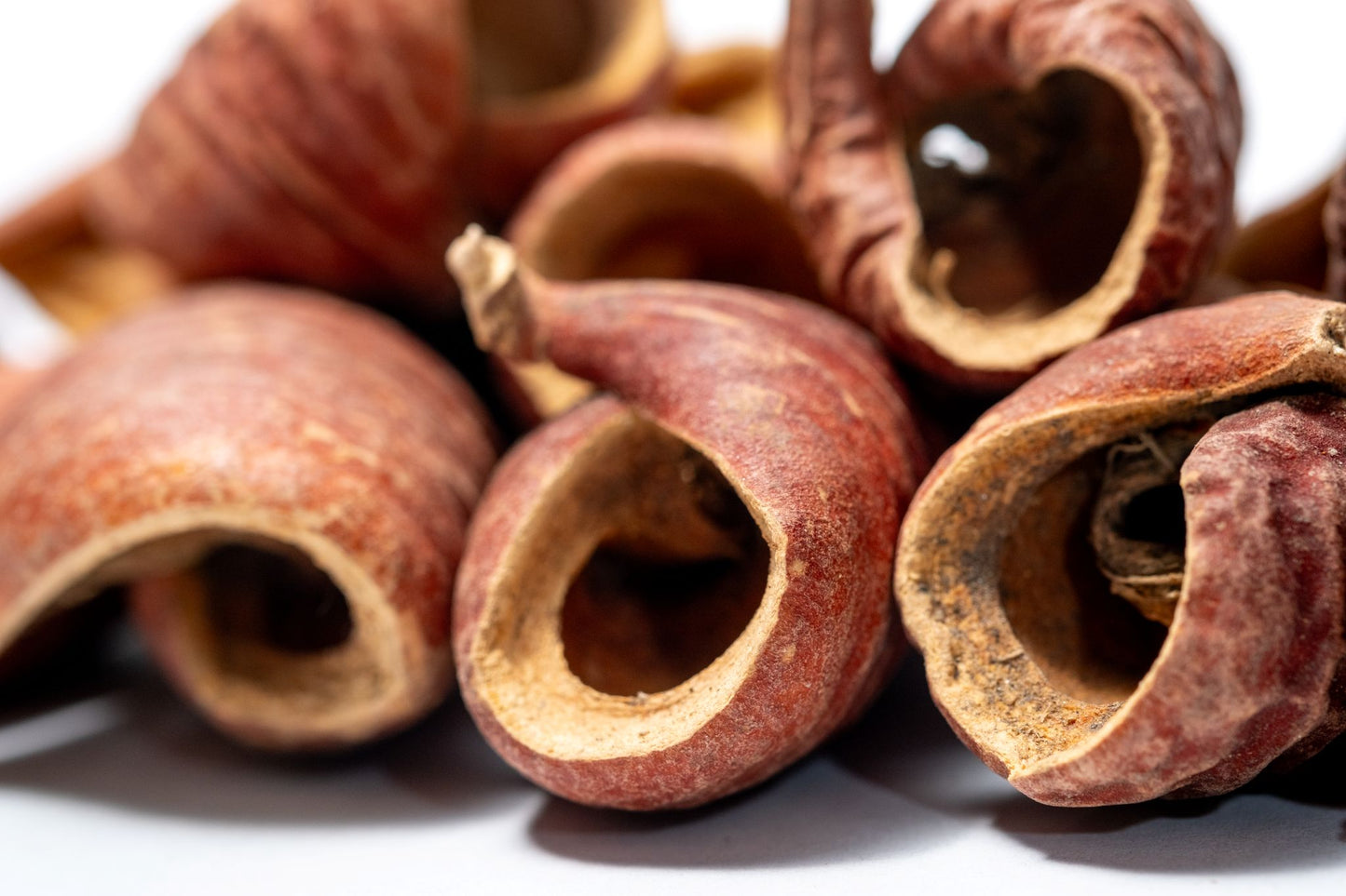 Dysoxylum Pods  featuring brown ridged surfaces and some partially open to reveal lighter interiors, are displayed on a white background with a U.S. dime for scale—perfect for natural aquarium decor.