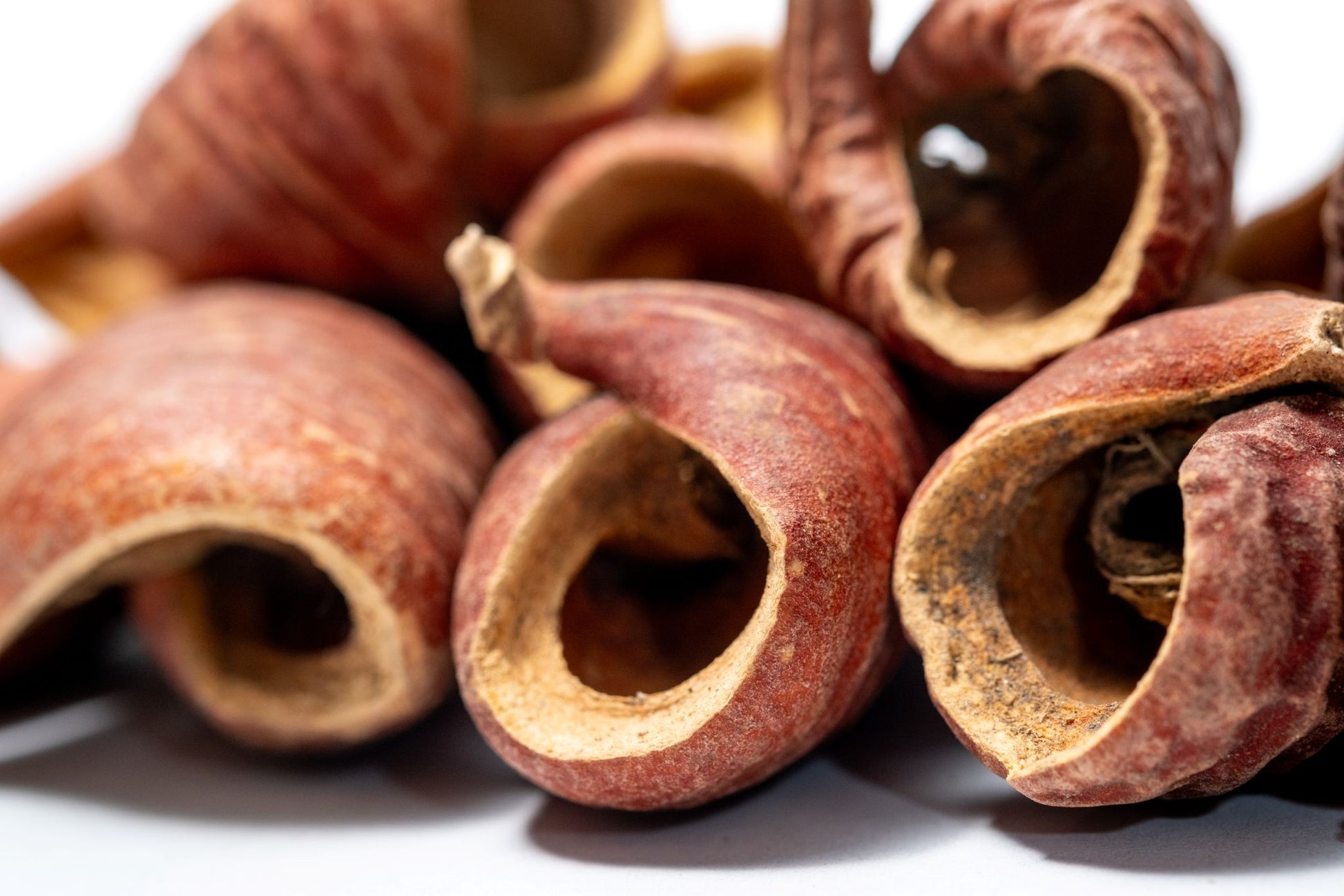 Dysoxylum Pods  featuring brown ridged surfaces and some partially open to reveal lighter interiors, are displayed on a white background with a U.S. dime for scale—perfect for natural aquarium decor.