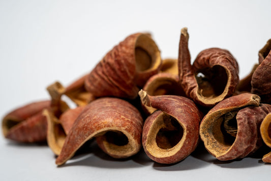 Dysoxylum Pods  featuring brown ridged surfaces and some partially open to reveal lighter interiors, are displayed on a white background with a U.S. dime for scale—perfect for natural aquarium decor.