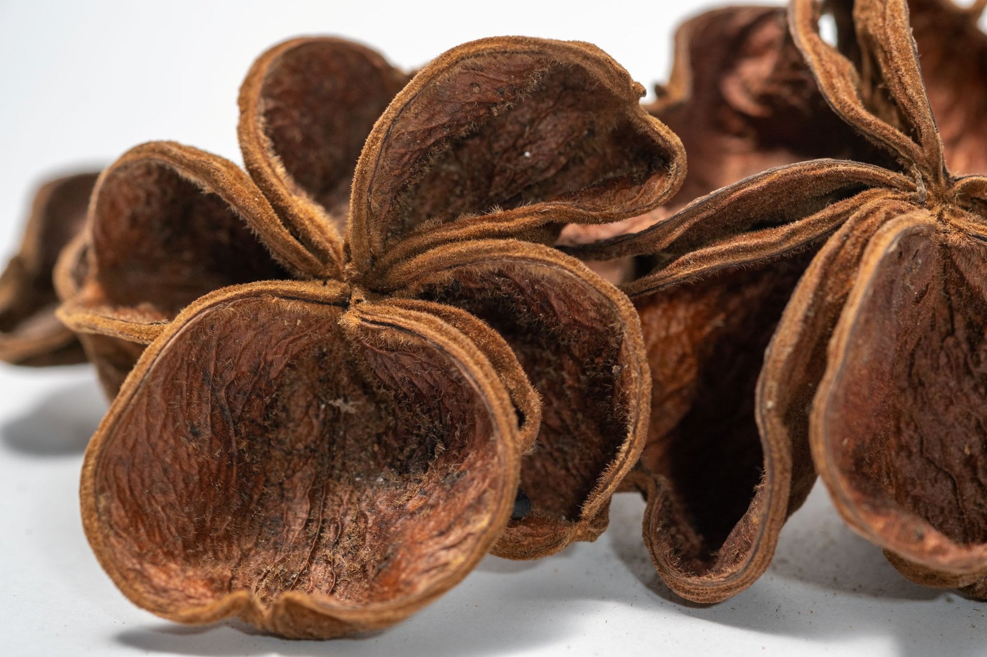 Three Land Lotus Seed Pods are displayed on a white background. Each pod features four textured, slightly curled brown segments with a natural shape, reminiscent of bioactive terrarium botanicals.