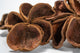 Three Land Lotus Seed Pods are displayed on a white background. Each pod features four textured, slightly curled brown segments with a natural shape, reminiscent of bioactive terrarium botanicals.