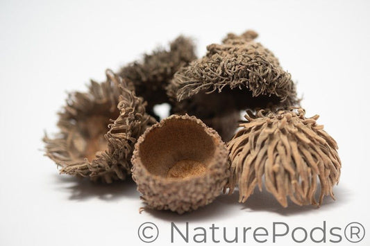 A photo of Large Assorted Acorn Caps. They are brown textured shells on a white background.