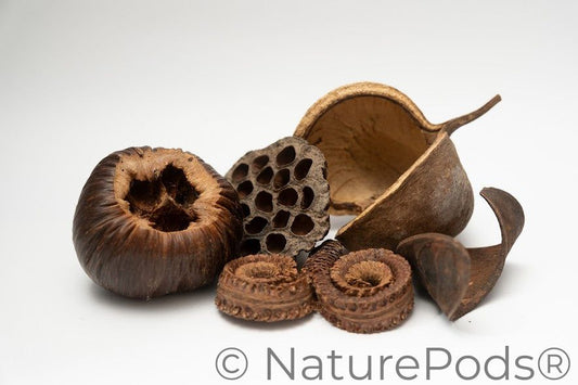 A photo of a pile of Large Seed Pods. There are five unique large botanical nut, seed, and flower pods for botanical method aquariums and bioactive terrariums arranged on a white background.  The pods are different shades of brown and many are textured and have holes.