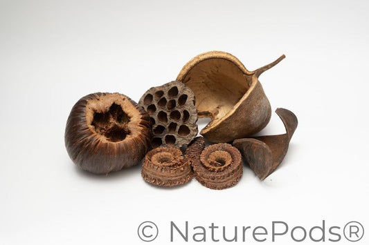 A photo of a pile of Large Seed Pods. There are five unique large botanical nut, seed, and flower pods for botanical method aquariums and bioactive terrariums arranged on a white background.  The pods are different shades of brown and many are textured and have holes.