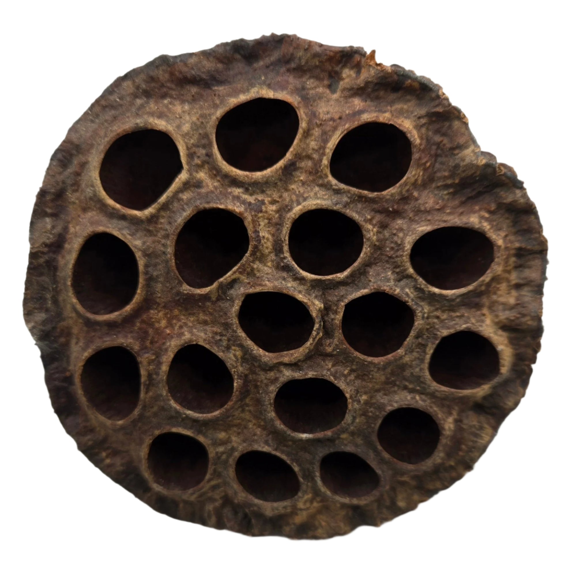 Close-up of a brown lotus seed pod with circular holes on a white background
