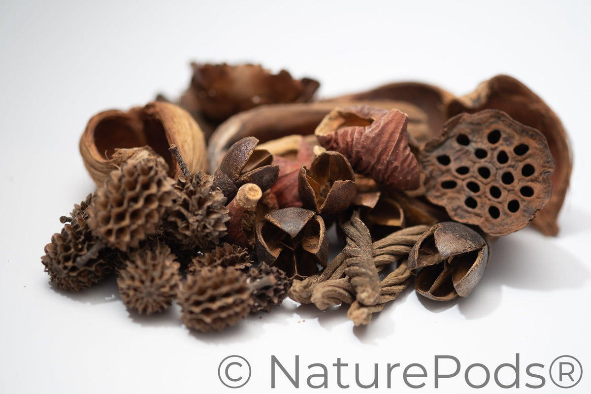 Mini/Nano Seed Pod Variety Pack - 30 Pieces