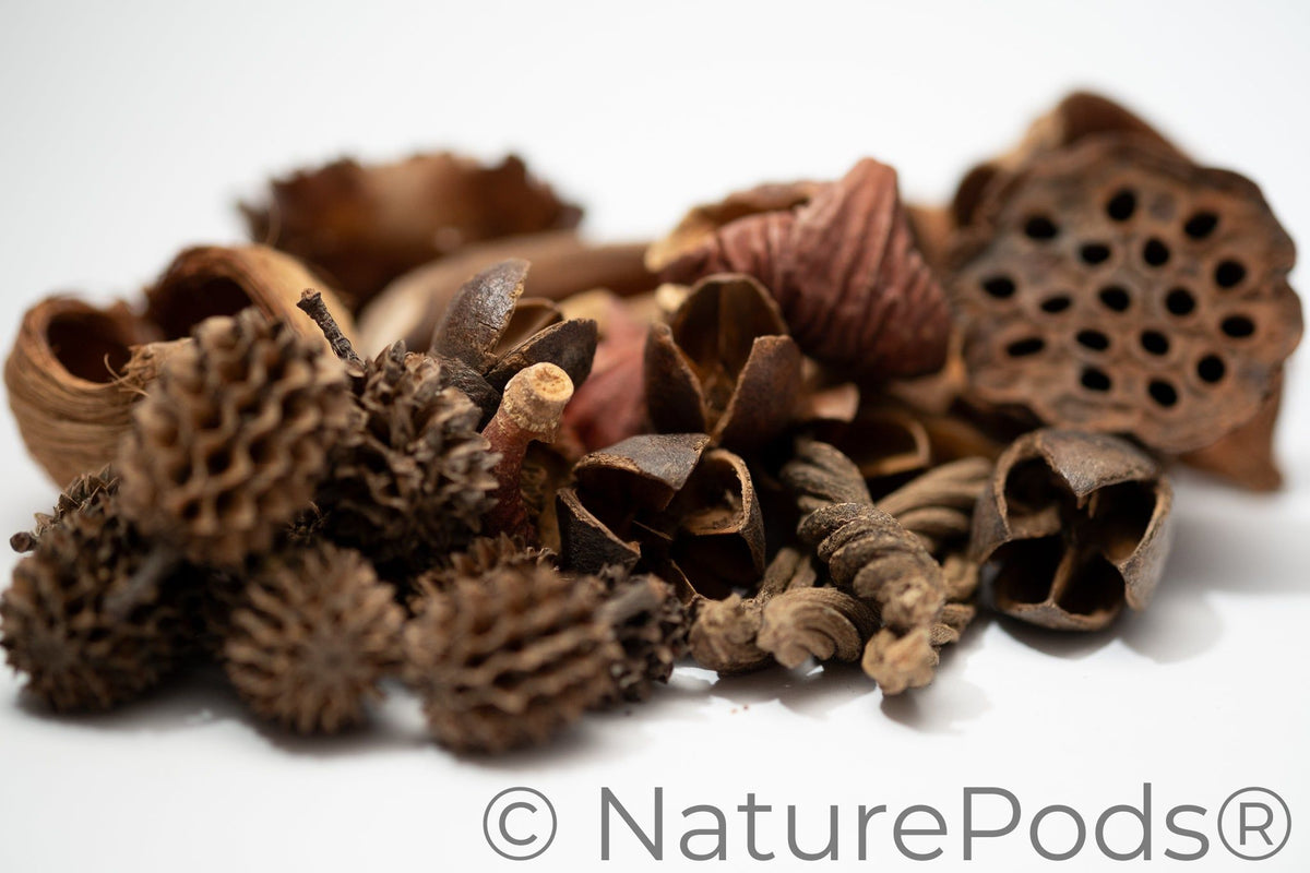 Mini/Nano Seed Pod Variety Pack - 30 Pieces