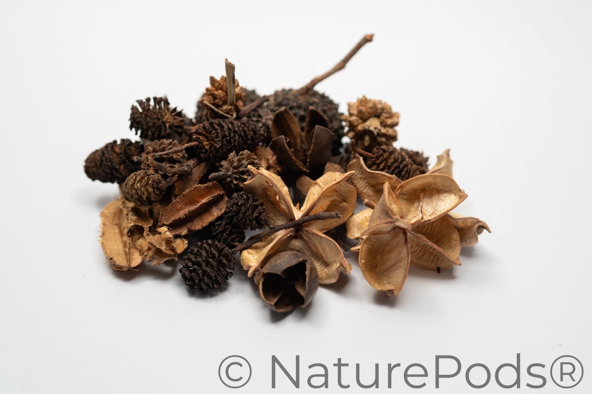 A pile of NaturePods botanical seed pods and cones in small sizes.  The pods are varying shades of brown on a white background.  This seed pod variety pack produces biofilm and tannins in aquariums, is organic food for isopods and springtails, and they are natural pieces for fairy gardens.