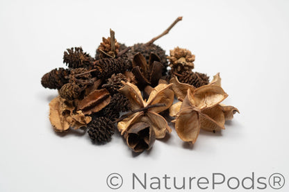 A pile of NaturePods botanical seed pods and cones in small sizes.  The pods are varying shades of brown on a white background.  This seed pod variety pack produces biofilm and tannins in aquariums, is organic food for isopods and springtails, and they are natural pieces for fairy gardens.