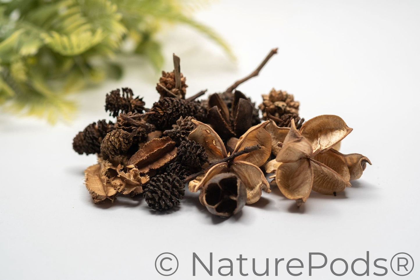A pile of NaturePods botanical seed pods and cones in small sizes.  The pods are varying shades of brown on a white background.  This seed pod variety pack produces biofilm and tannins in aquariums, is organic food for isopods and springtails, and they are natural pieces for fairy gardens.