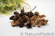 A pile of NaturePods botanical seed pods and cones in small sizes.  The pods are varying shades of brown on a white background.  This seed pod variety pack produces biofilm and tannins in aquariums, is organic food for isopods and springtails, and they are natural pieces for fairy gardens.