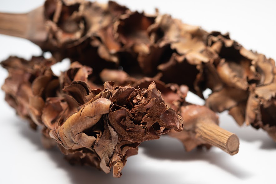 A photo of a pile of Palm Blossom Stalk. They are brown textured stalks on a white background.