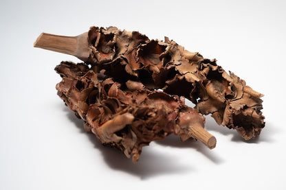 A photo of a pile of Palm Blossom Stalk. They are brown textured stalks on a white background.