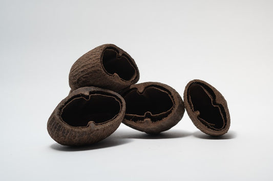 A photo of a pile of Palm Pods. They are brown textured shell hideouts on a white background.
