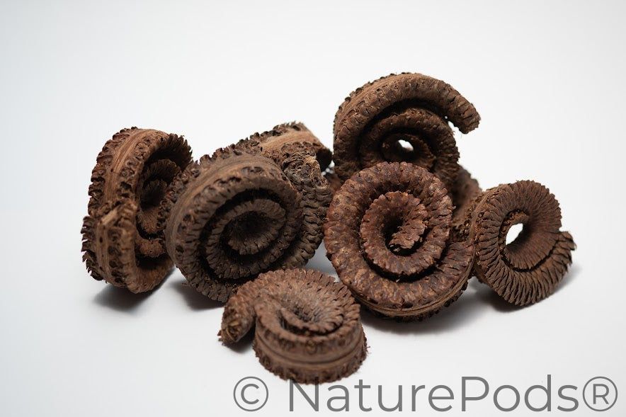 A photo of a pile of Palm Tail Spring. They are brown textured spiral shaped botanical on a white background.