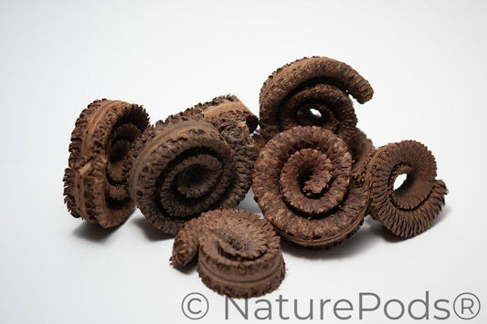 A photo of a pile of Palm Tail Spring. They are brown textured spiral shaped botanical on a white background.
