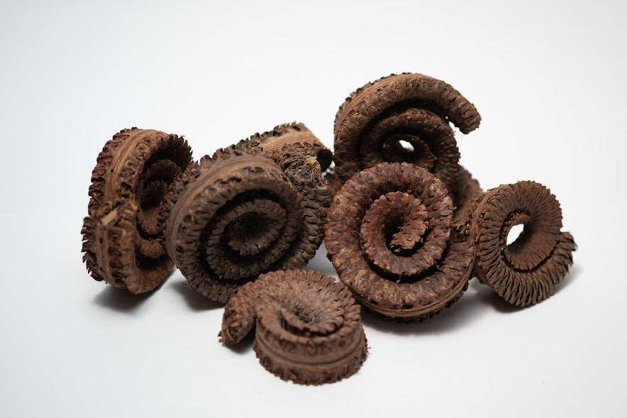 A photo of a pile of Palm Tail Spring. They are brown textured spiral shaped botanical on a white background.