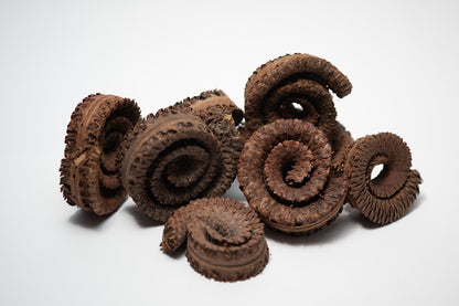 A photo of a pile of Palm Tail Spring. They are brown textured spiral shaped botanical on a white background.