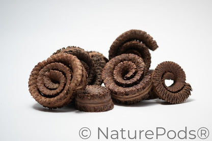 A photo of a pile of Palm Tail Spring. They are brown textured spiral shaped botanical on a white background.