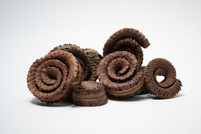 A photo of a pile of Palm Tail Spring. They are brown textured spiral shaped botanical on a white background.