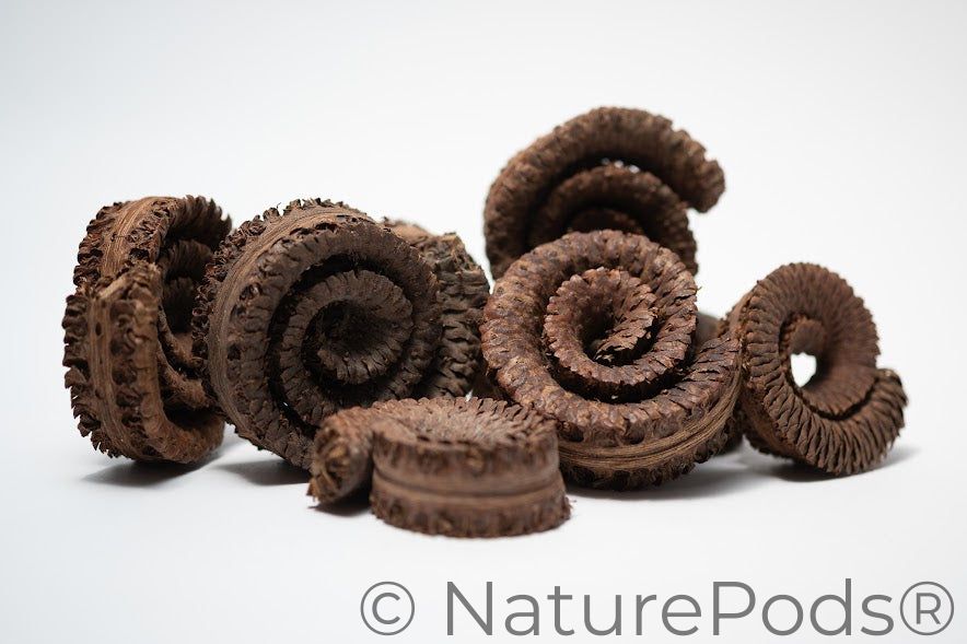 A photo of a pile of Palm Tail Spring. They are brown textured spiral shaped botanical on a white background.