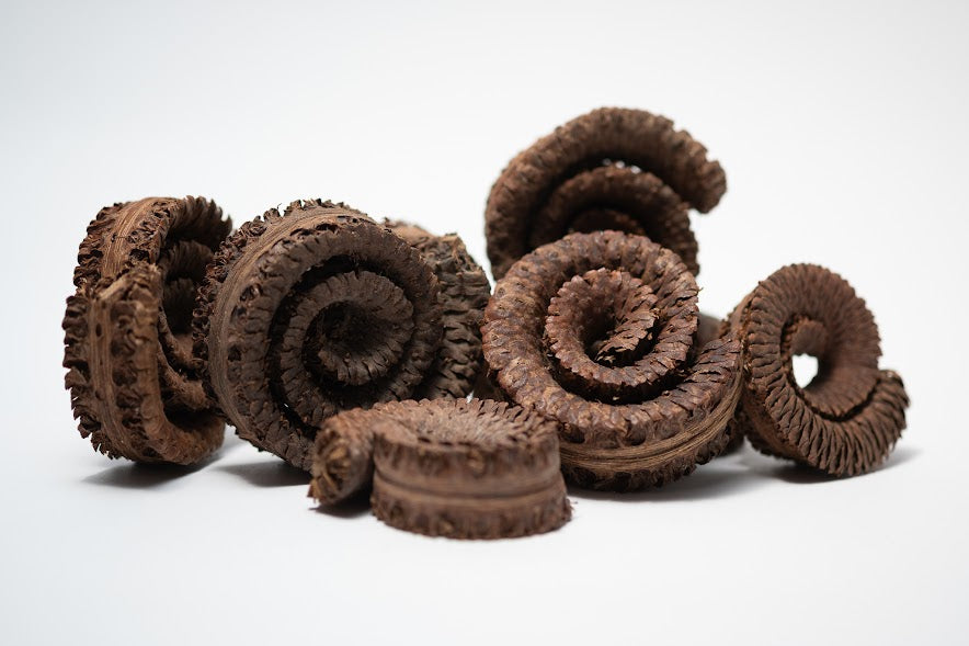 A photo of a pile of Palm Tail Spring. They are brown textured spiral shaped botanical on a white background.