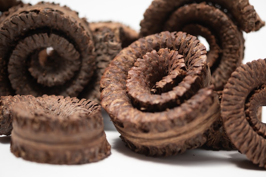 A close up photo of a pile of Palm Tail Spring. They are brown textured spiral shaped botanical on a white background.