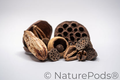 Different sizes of dried lotus seed pods and many other brown botanical seed and nut pods in a pile on a white background