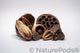 Different sizes of dried lotus seed pods and many other brown botanical seed and nut pods in a pile on a white background