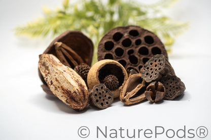 Different sizes of dried lotus seed pods and many other brown botanical seed and nut pods in a pile on a white background with a green plant in the background.