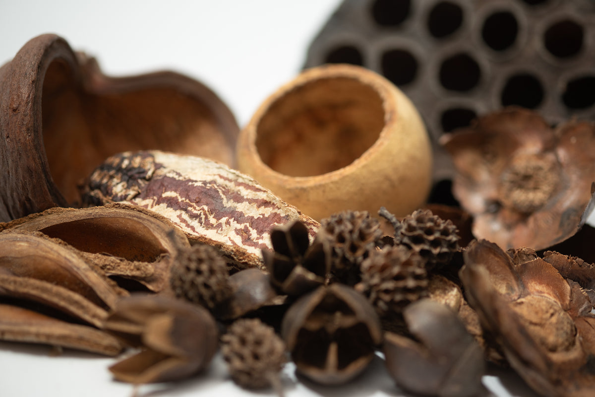 Assorted Botanical Seed Pod Pack (WHOLESALE)