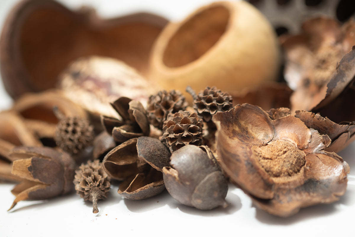 Assorted Botanical Seed Pod Pack (WHOLESALE)