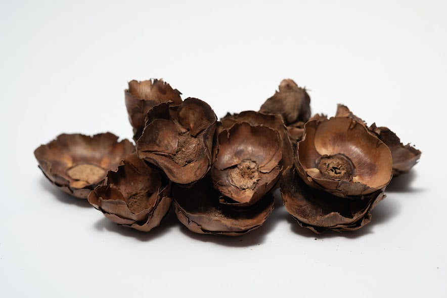 A photo of a pile of Small Coco Flower Caps. They are brown textured caps on a white background.