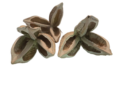 Three bleached and textured dried flower pods with three petals.