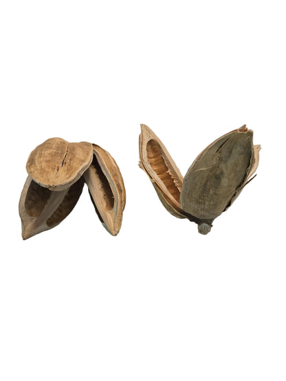 Two bleached and textured dried flower pods with three petals.