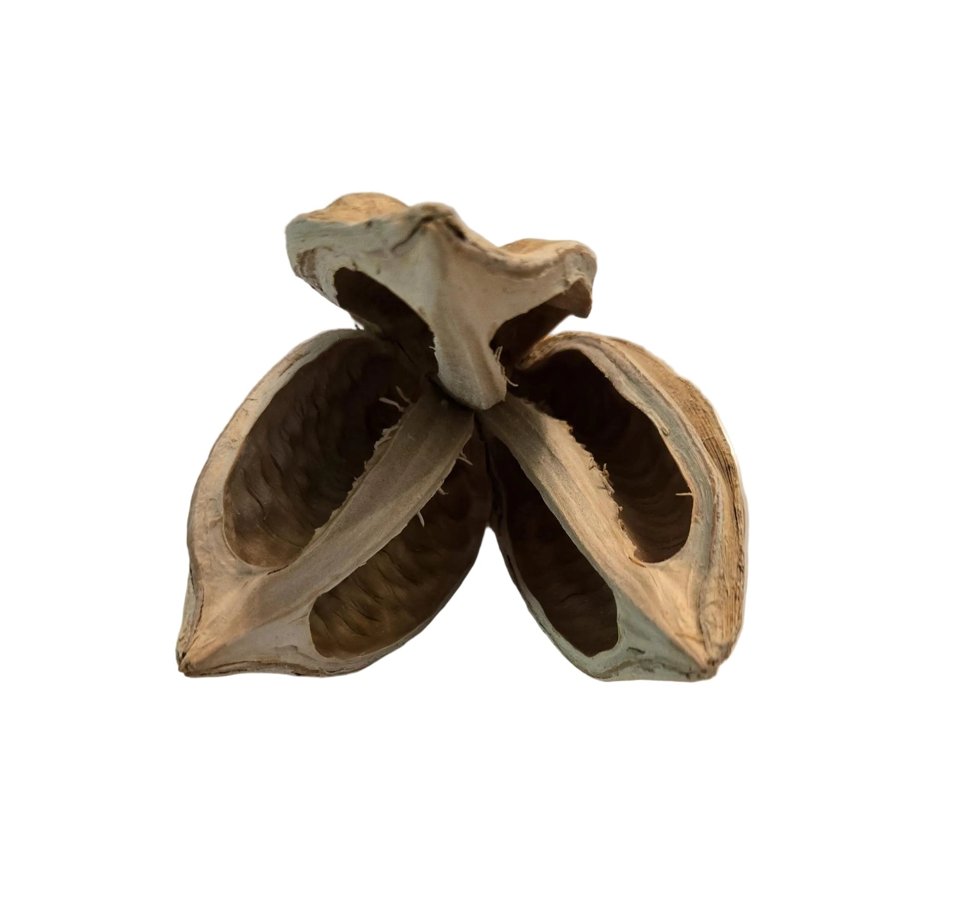 Bleached and textured dried flower pods with three petals.