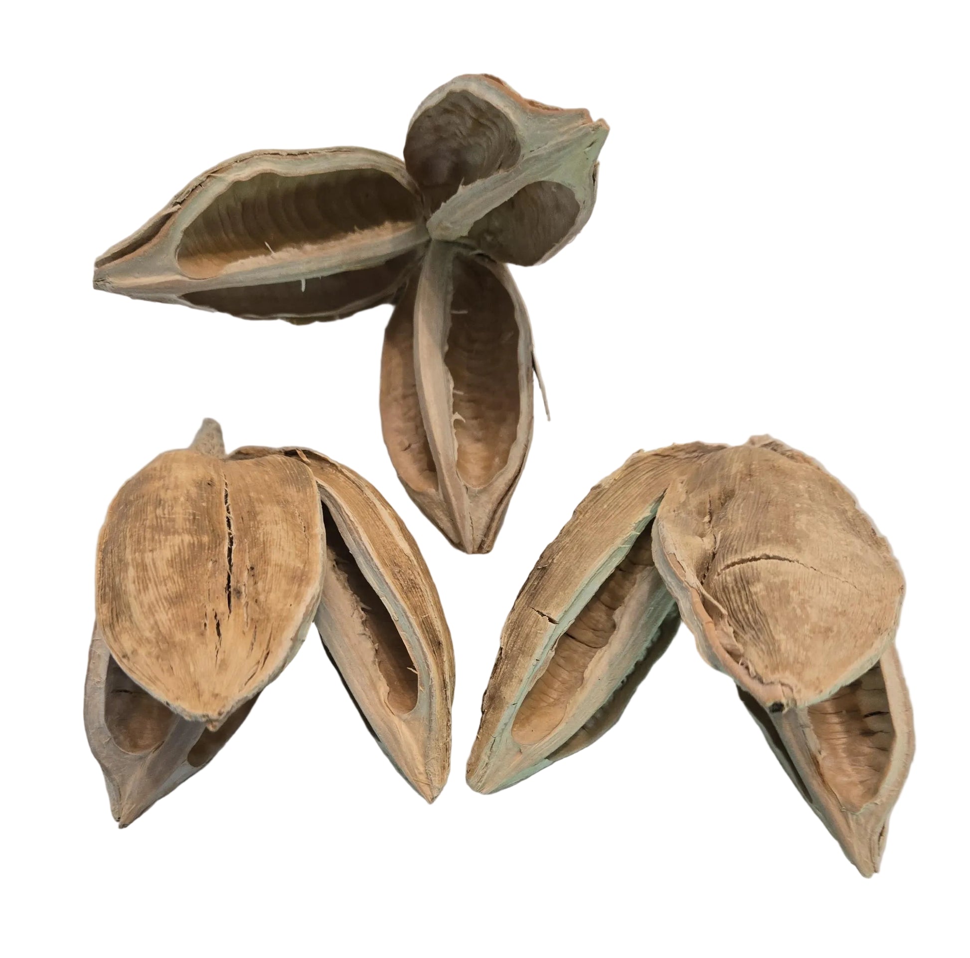 Textured dried and bleached sora seed pods with three woody petals on a white background.