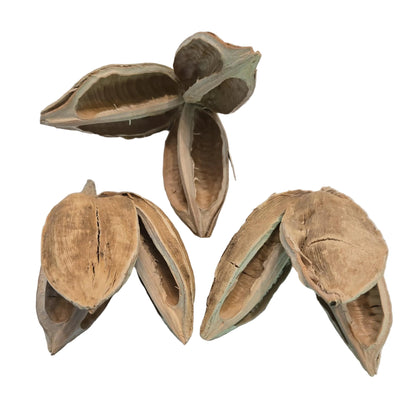Textured dried and bleached sora seed pods with three woody petals on a white background.