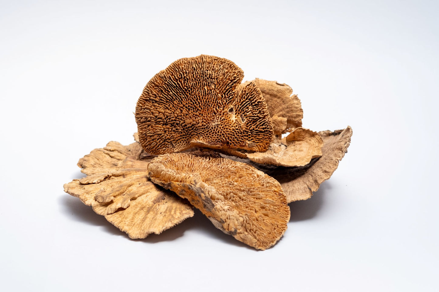 Sponge Mushroom Caps