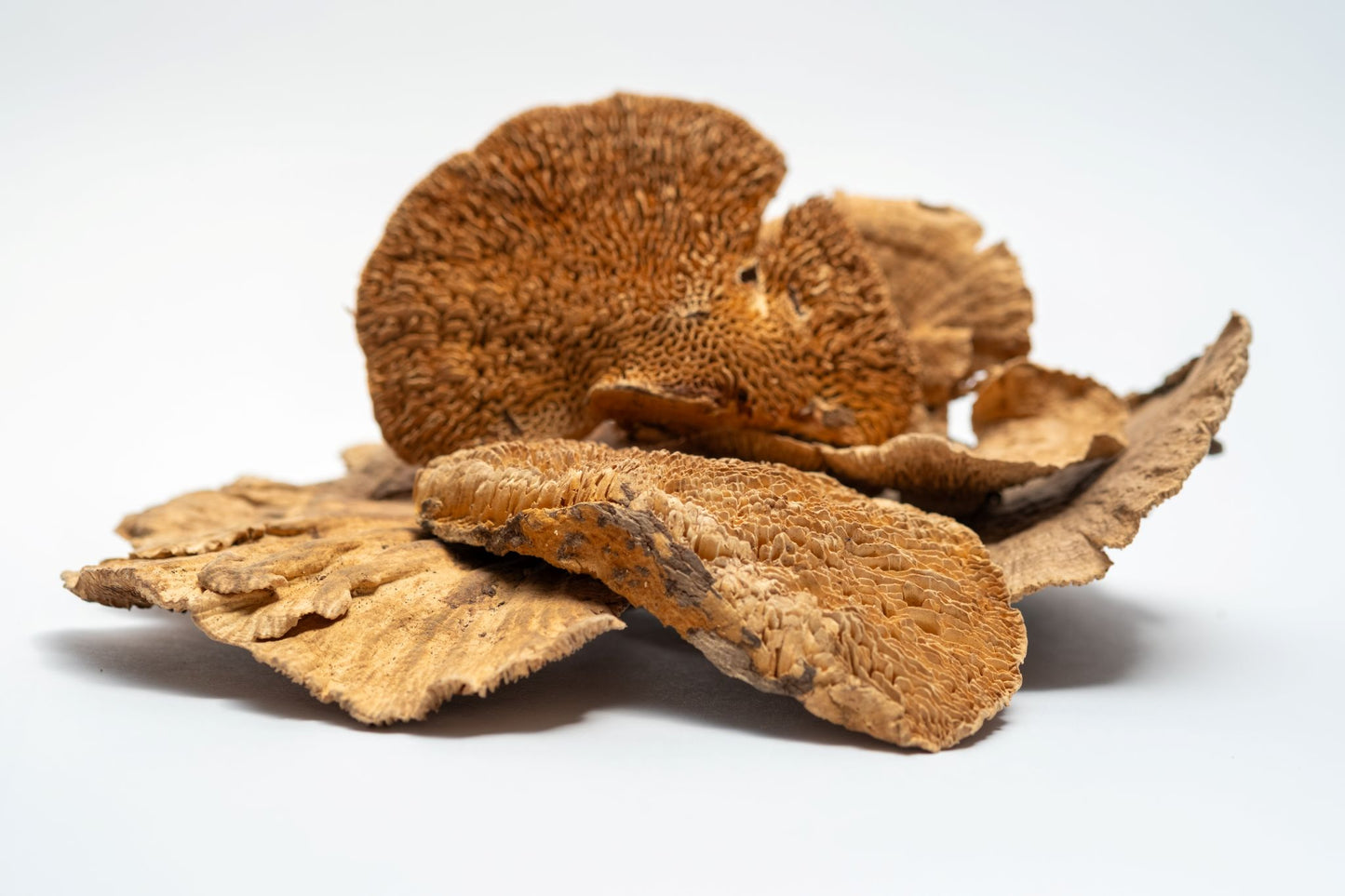 Sponge Mushroom Caps