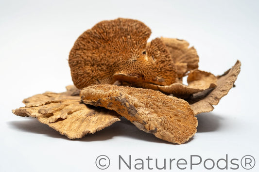 Dried mushroom caps used for dart frog vivarium decor and isopod food and springtail food on a white background