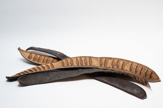 A photo of a pile of Step Fruit. They are brown textured seed pods on a white background.