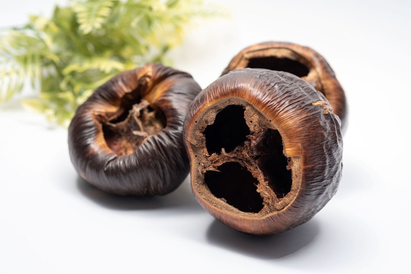 Talami Pod