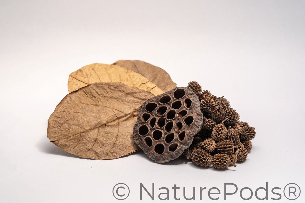 How to Plant Lotus Seeds in an Aquarium (Step-By-Step)