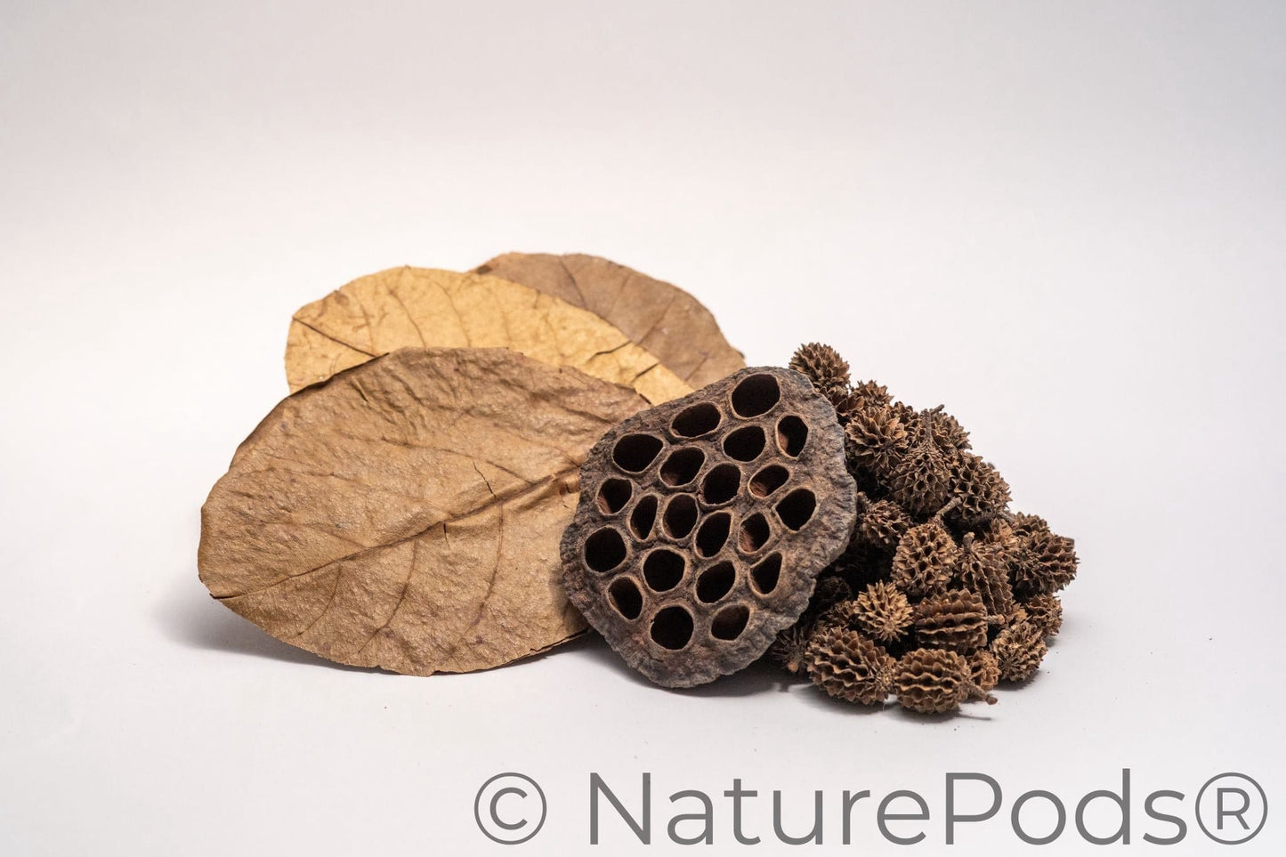Dried catappa leaves, casuarina cones, and lotus seed pods which are used as aquarium botanicals and betta botanicals shown on a white background