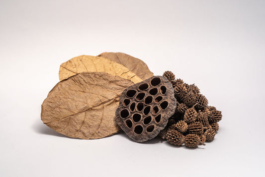 Aquarium Botanical Tannin Pack - Catappa Leaves, Casuarina Cones, Lotus Seed Pod